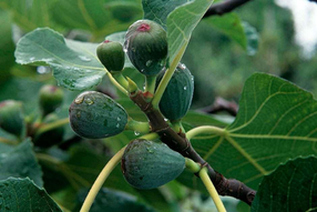 My Fig Tree