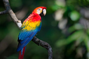 scarletmacawinbelize.jpg