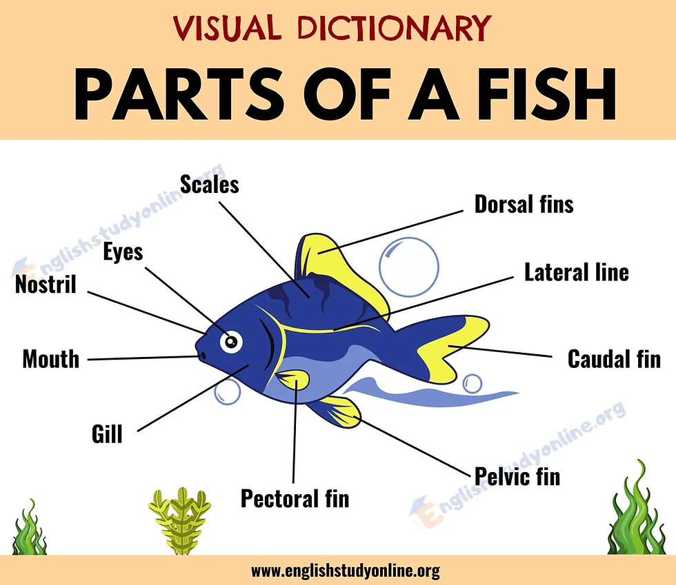 Parts of a Fish & Sharks