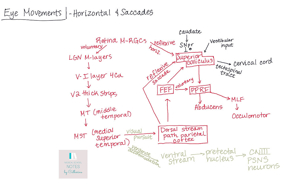 Eye Movement (Horizontal Gaze and Saccades) Physiology