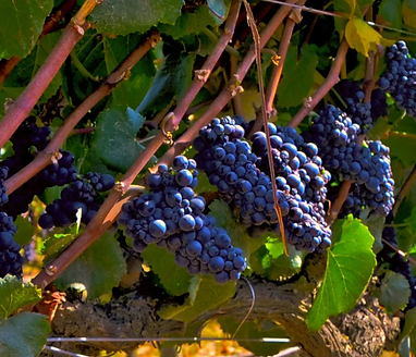 Carmenere Grapes Image.png
