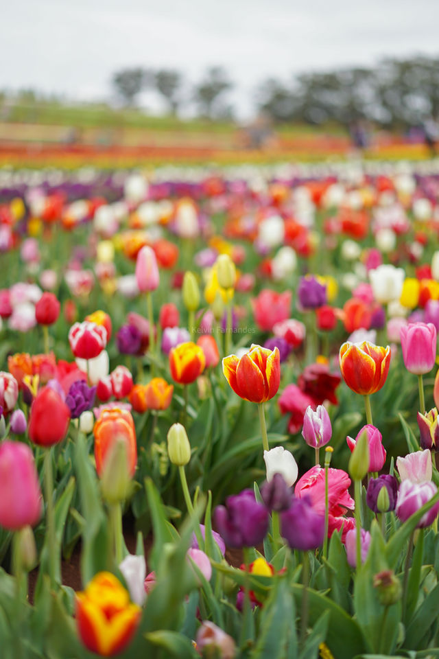 Tulip in Southern Hemisphere