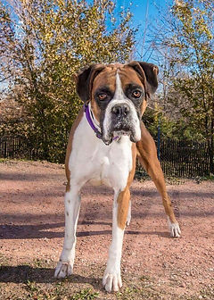 Ho-Bo Care Boxer Rescue (Colorado) - Life Is Better T-Shirt Ho-Bo Care Boxer Rescue (Colorado) - Life Is Better T-Shirt