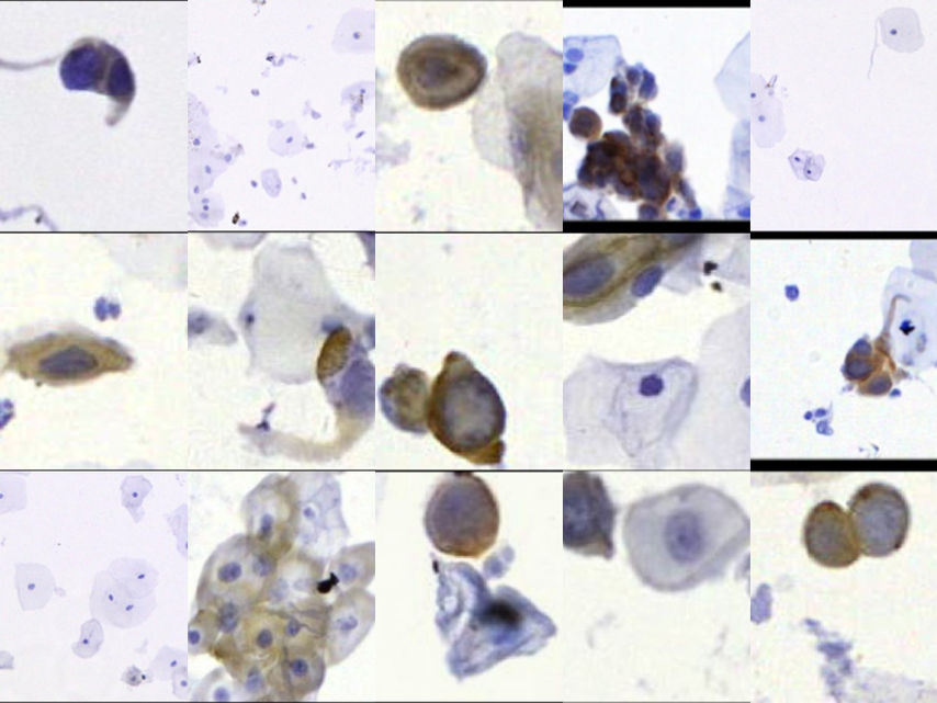 Labelling 2 Million Cell Samples