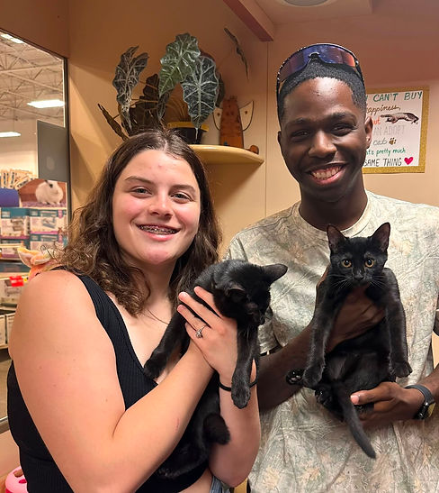 2 black cats.jpg