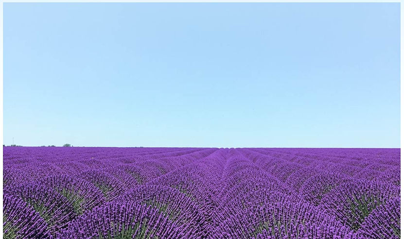 magnific_endless-lavender-rows-str_y6Hz93LPW9_edited.jpg