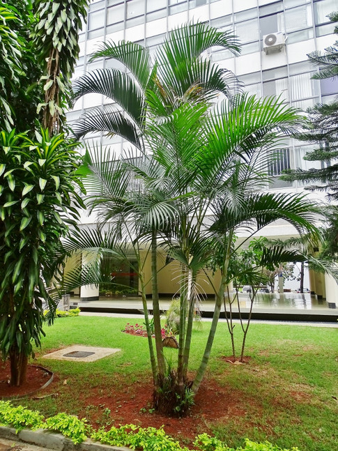 Areca-bambu | Dypsis lutescens | Árvores de Brasília