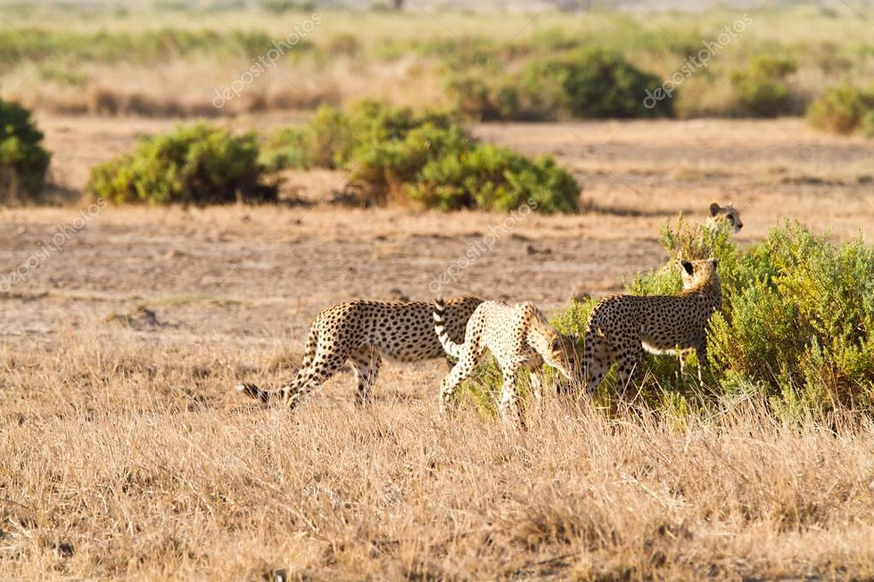 Cheetahs Amboseli
