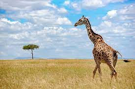 Giraffe Masai Mara