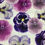 Thumbnail: Pansies