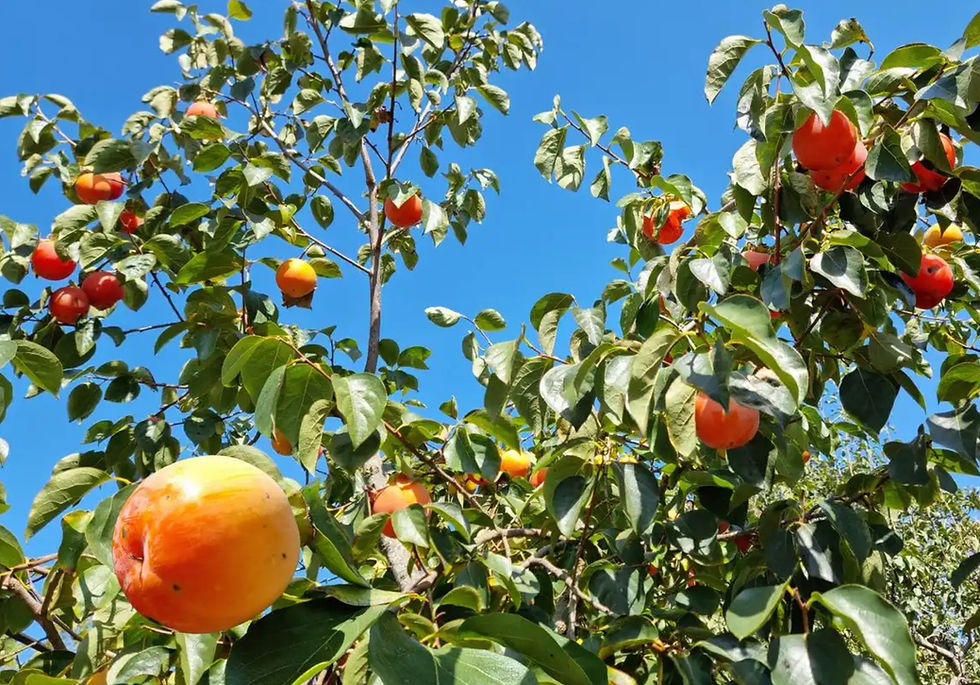 fruit-tree
