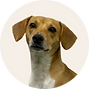 uno de los perros en la guardería