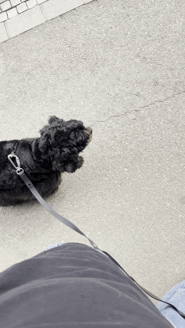 un ejemplo de los paseos que hacemos con nuestros perros