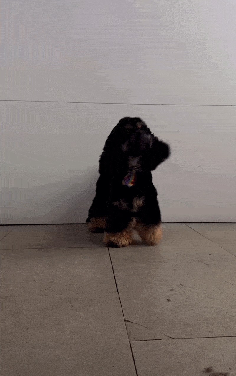 nuestros perros