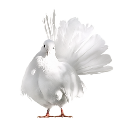 kisspng-domestic-pigeon-columbidae-pigeon-bird-pigeon-5a96ca0ce66449.229827171519831564943