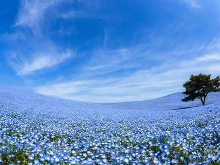 マンションの植樹の剪定問題