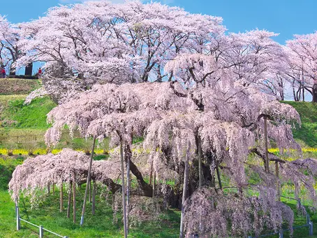 宅配ロッカーの設置より、置き配の推進を