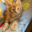 Miniature : CHATONS MAINE COON nès le 14 mars 2023