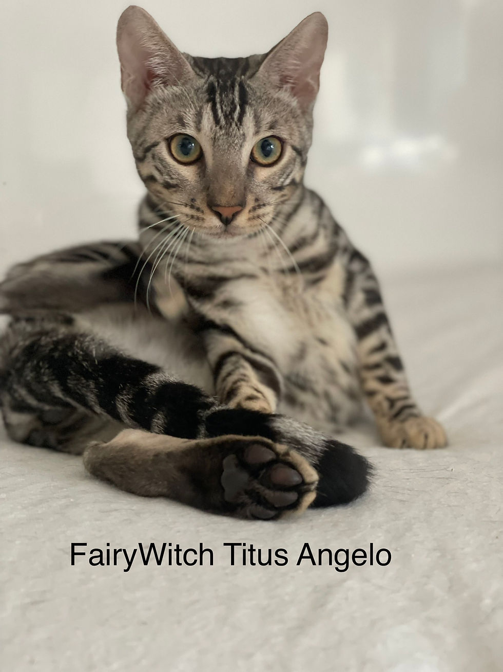 Miniature : FairyWitch TITUS ANGELO né le 23 mars 2022