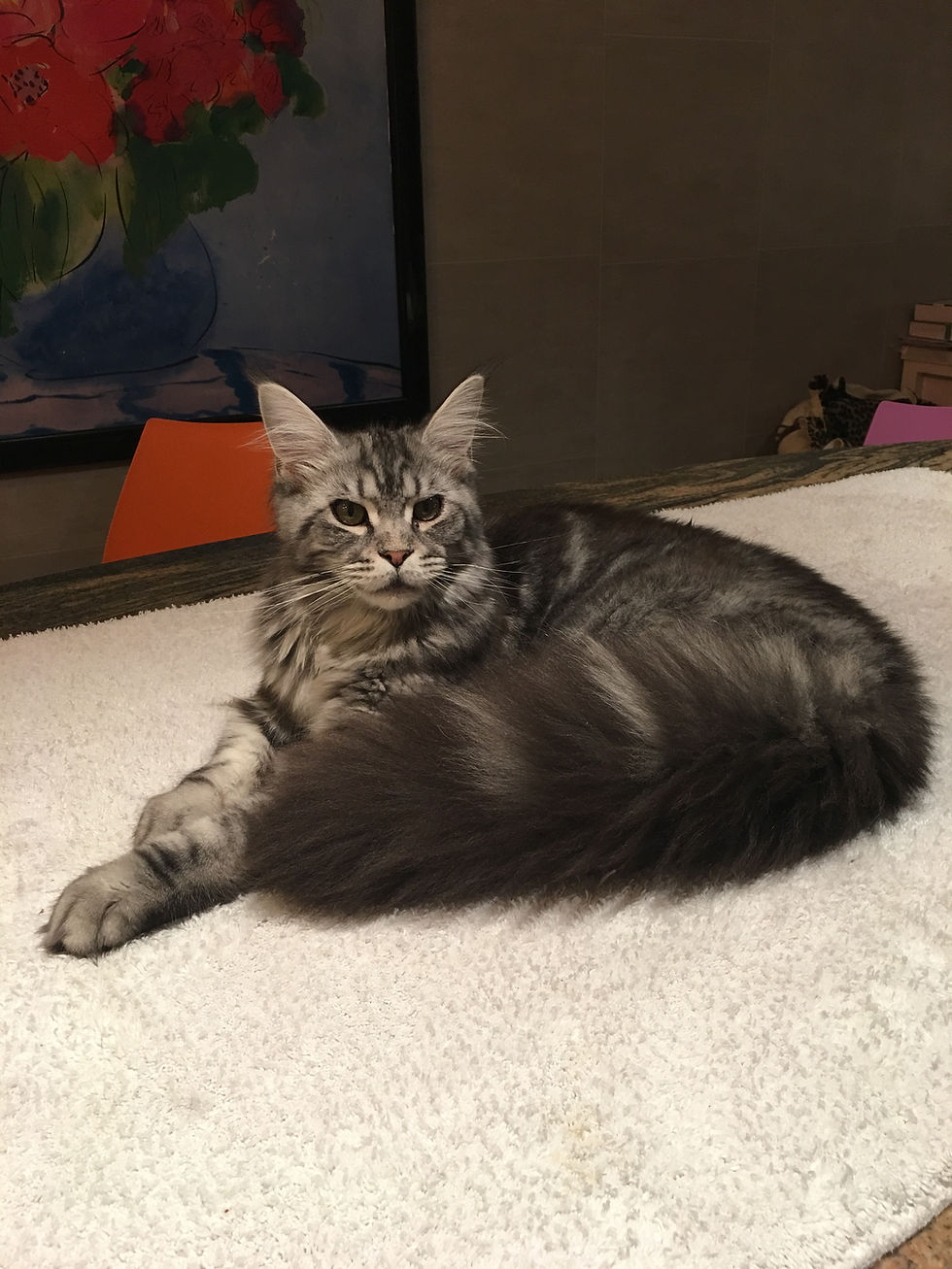 Miniature : Nessie du Domaine de la Bouriane