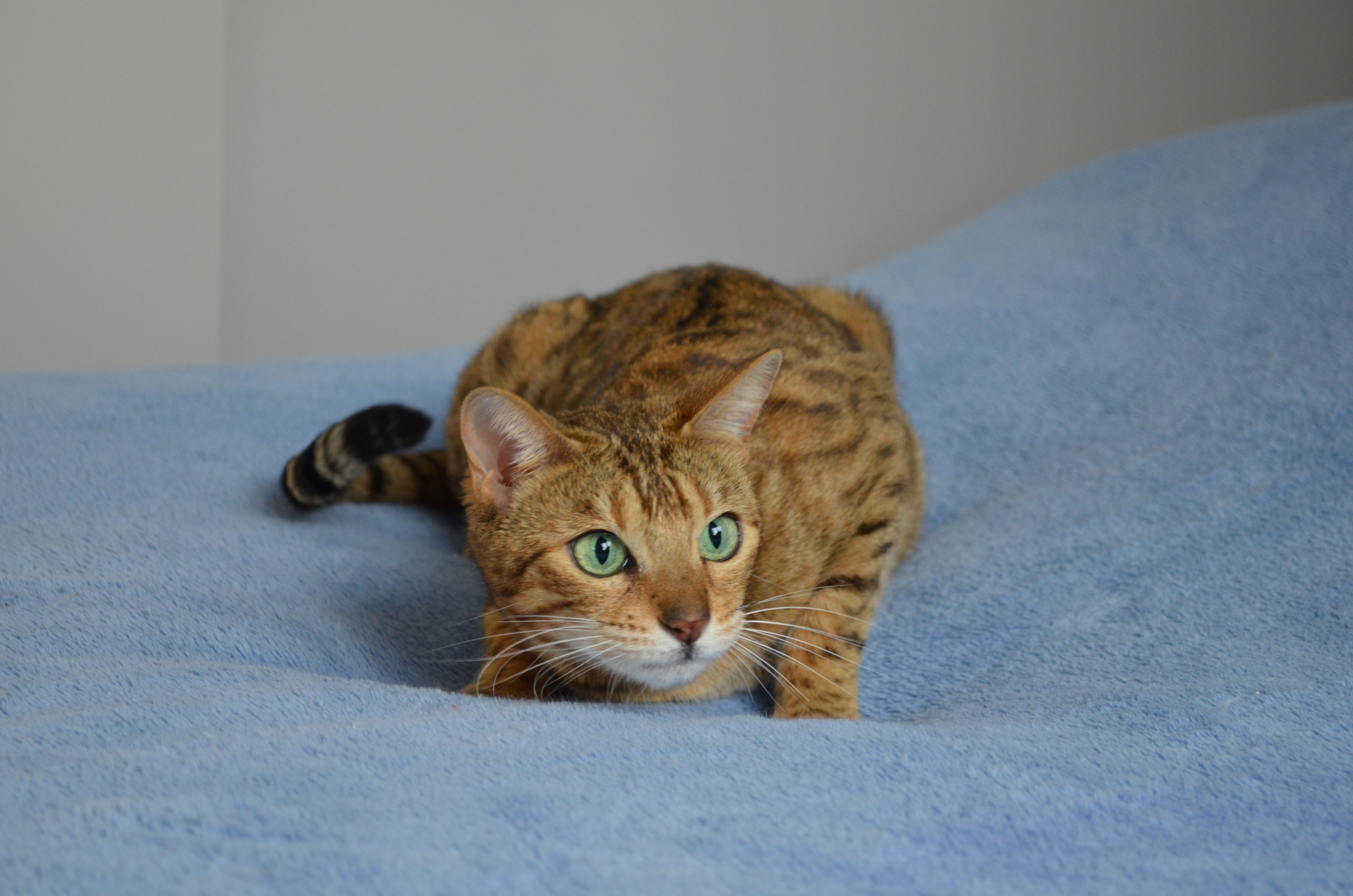 FairyWitch - Haylee des Kallistos (Retraitée)