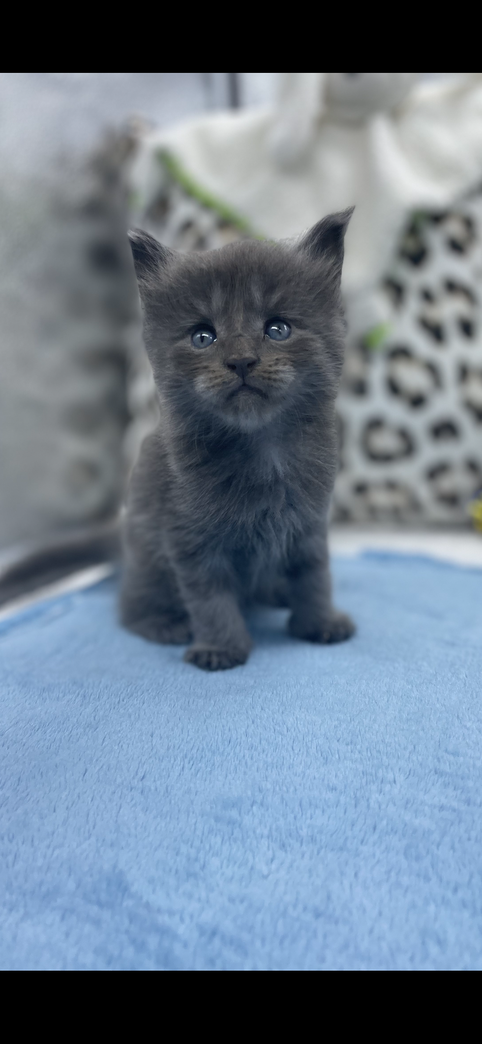 Miniature : FairyWitch THOR SHADOW BLUE né le 31.01.2022