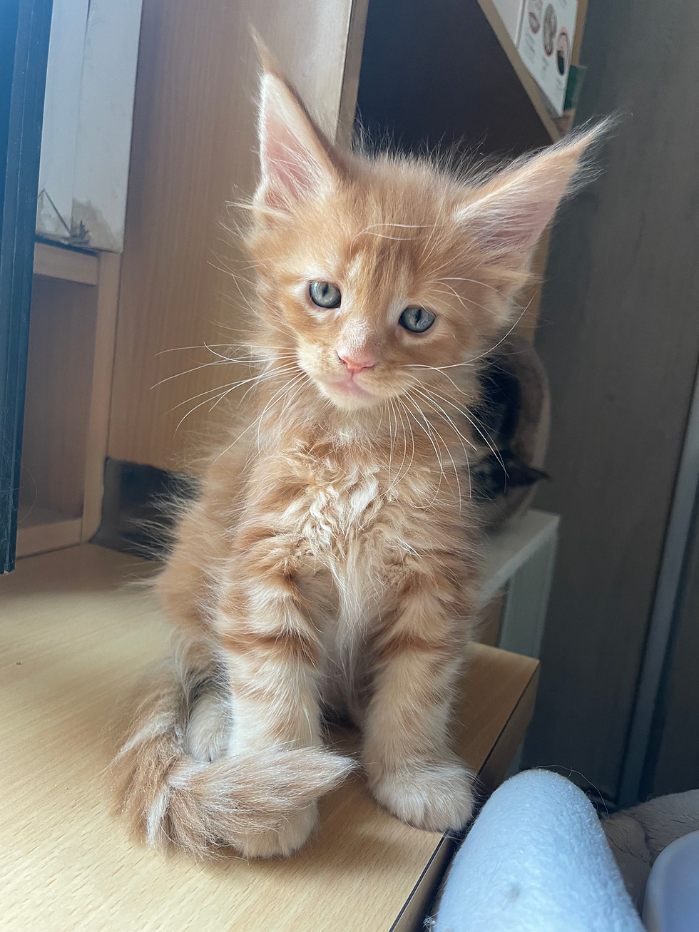 Miniature : CHATONS MAINE COON nès le 14 mars 2023