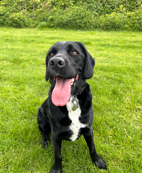 A Black Springador dog with a white chest