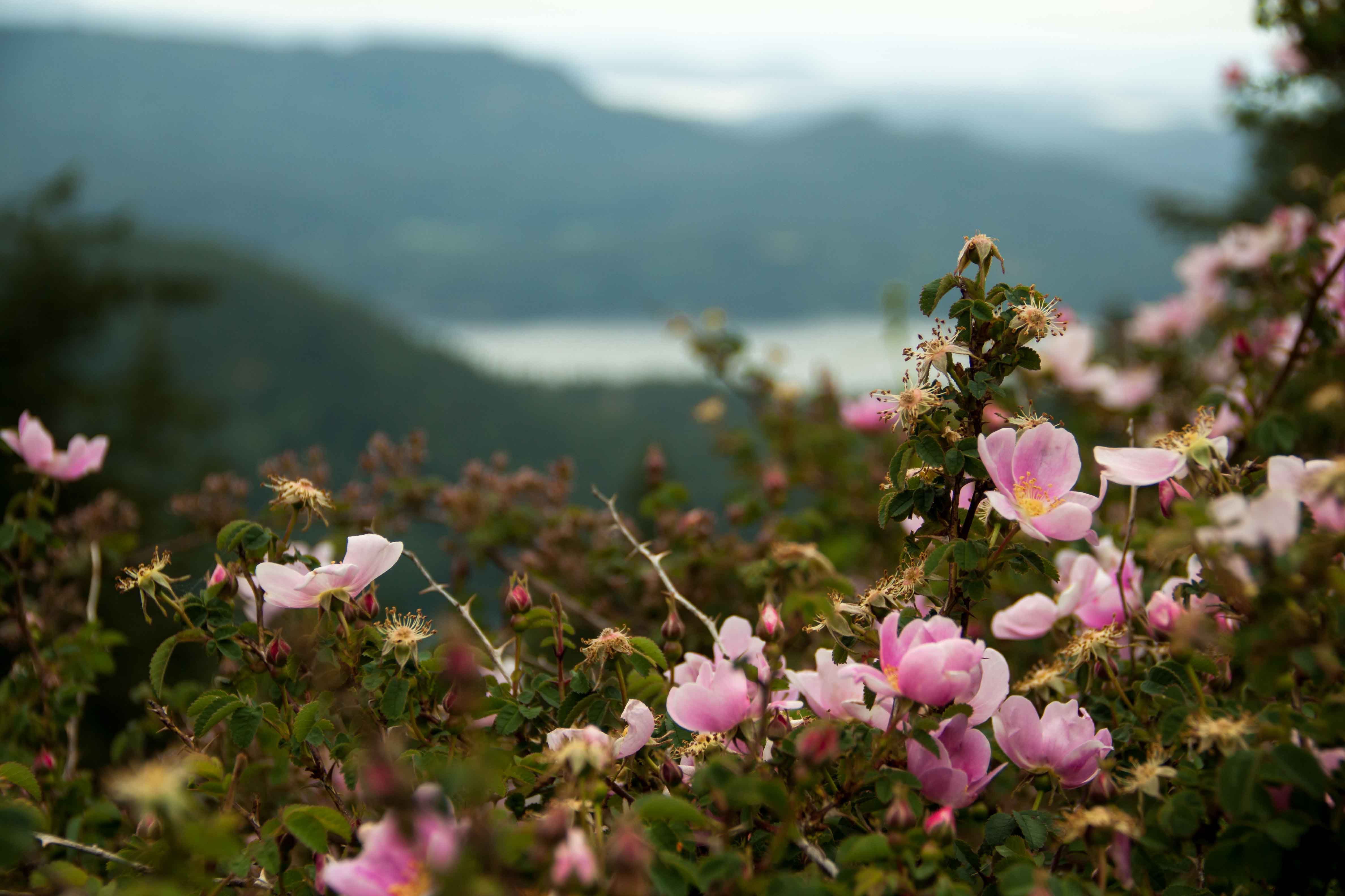 Lodging On Orcas Island Eastsound The Landmark on Orcas Island