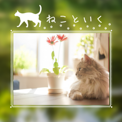 2021/12/29『ねこといく』