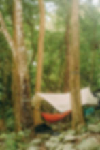 An image of a hammock hanging in a tree.