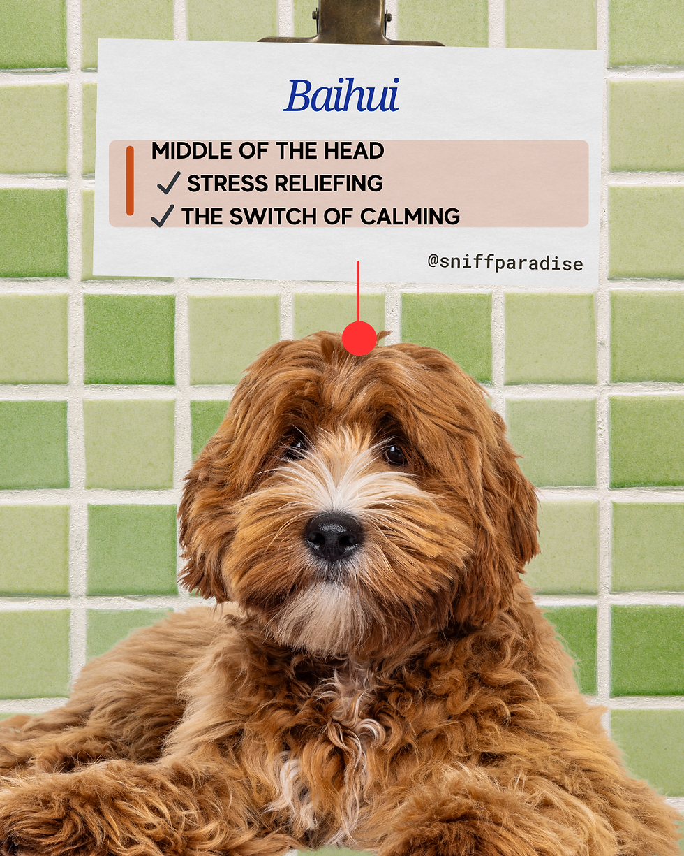 Massage point for dogs for calming stress relief accupoint chinese medicine massage