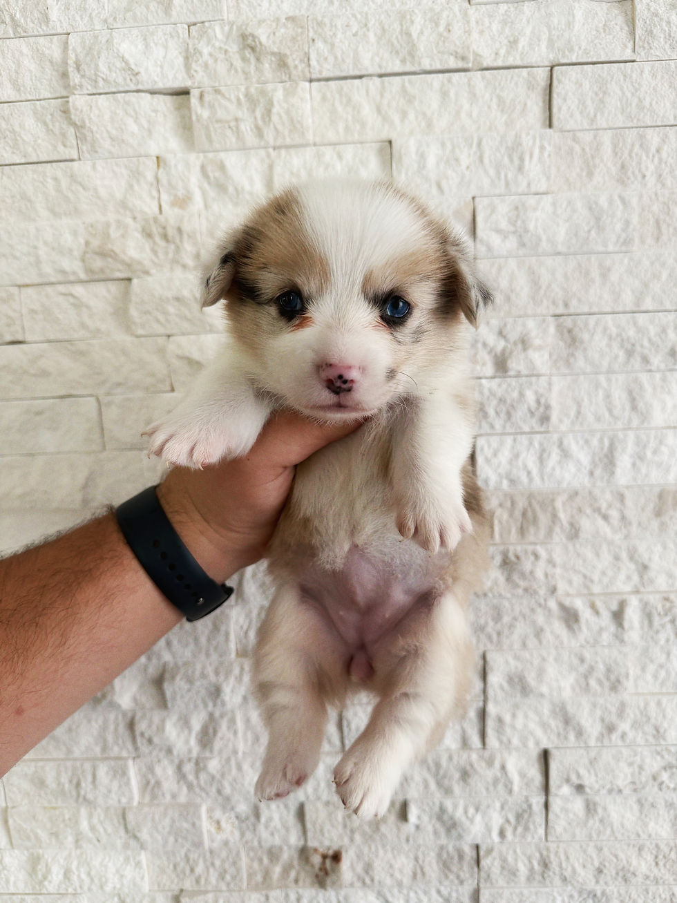 Kaia