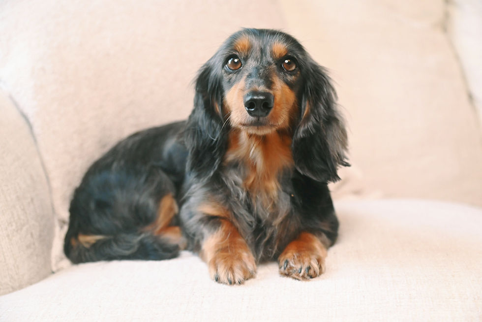 Kahlua