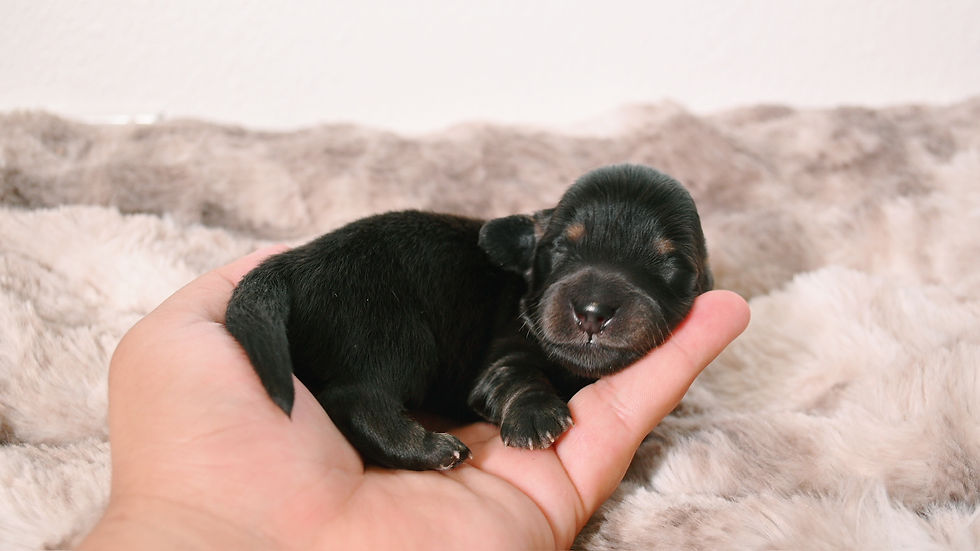 Onyx