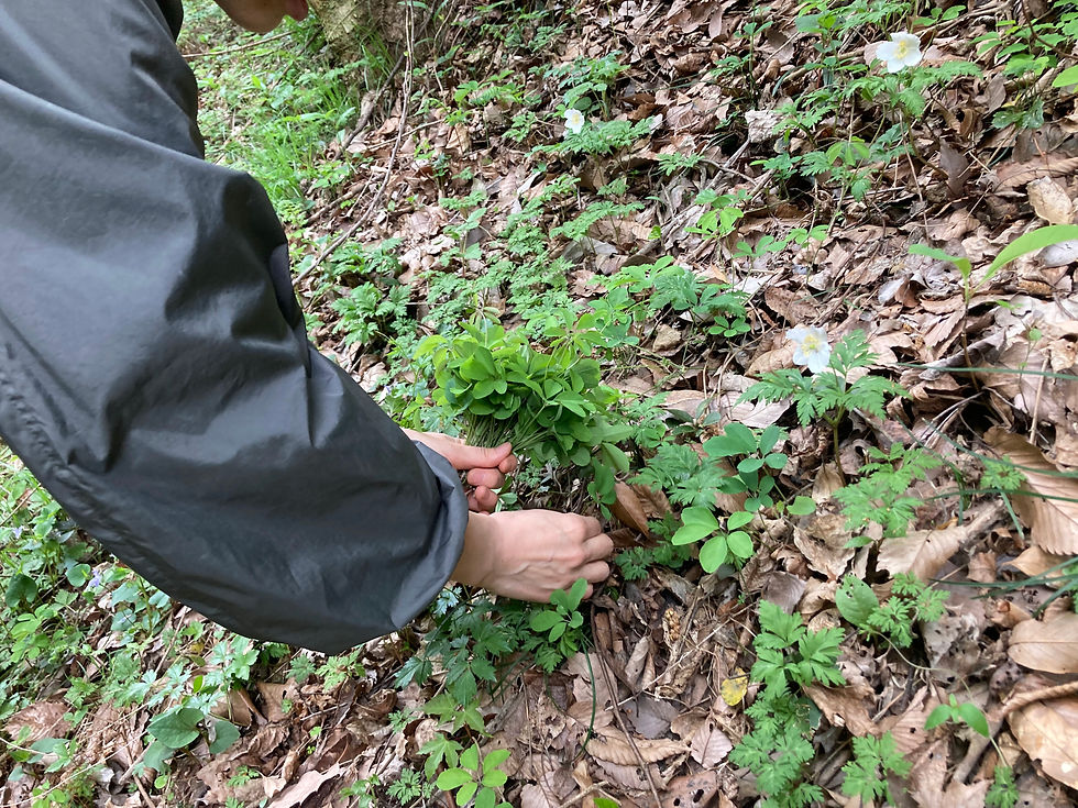 Akebia leaf