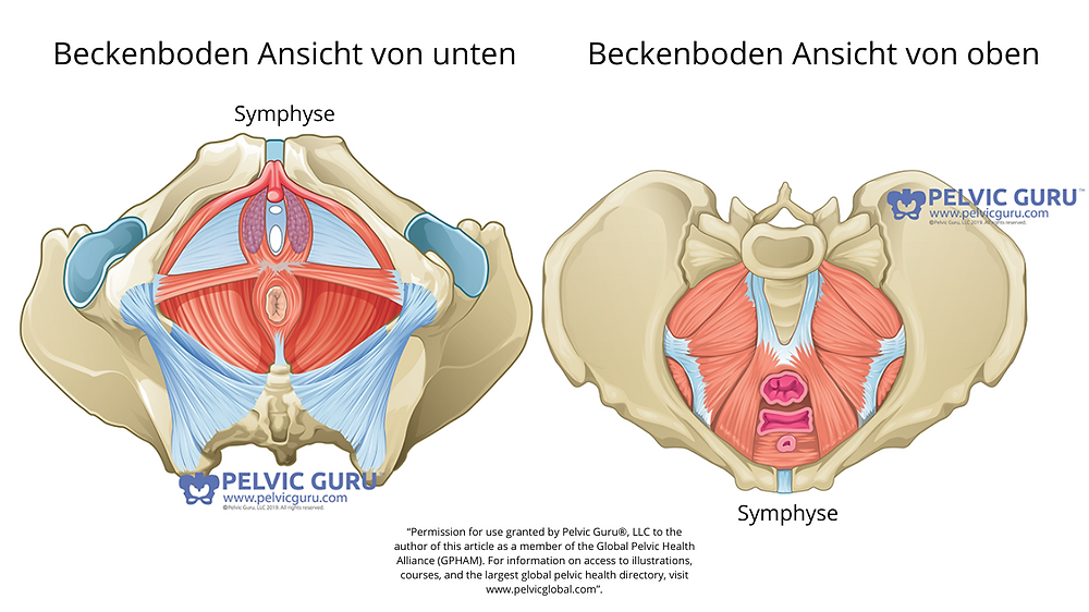 Beckenboden Beckenbodenanatomie Beckenbodenaufbau