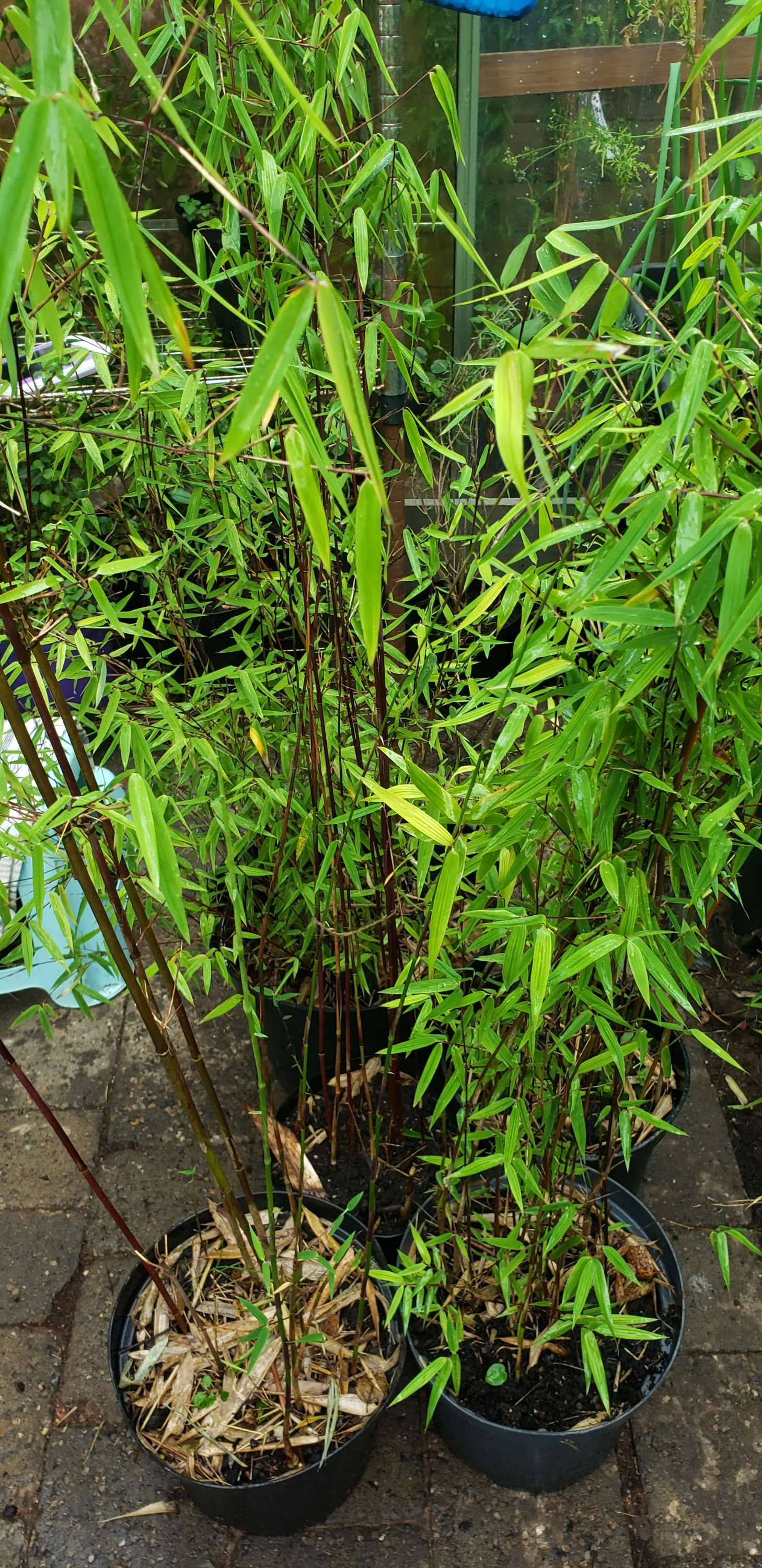 Fargesia Nitida Red Dragon Jiuzhaigou