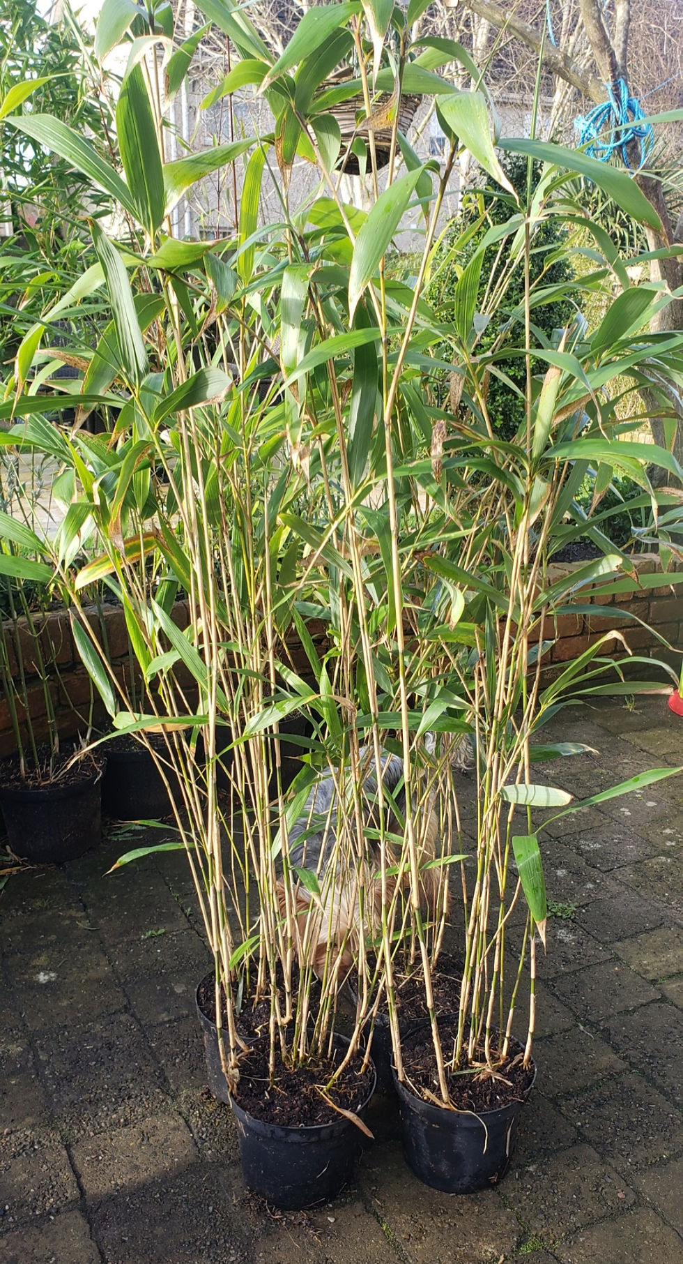 Thumbnail: Pseudosasa Japonica 