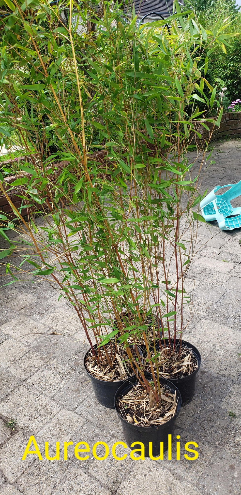 Thumbnail: Phyllostachys Aureocaulis Vivax