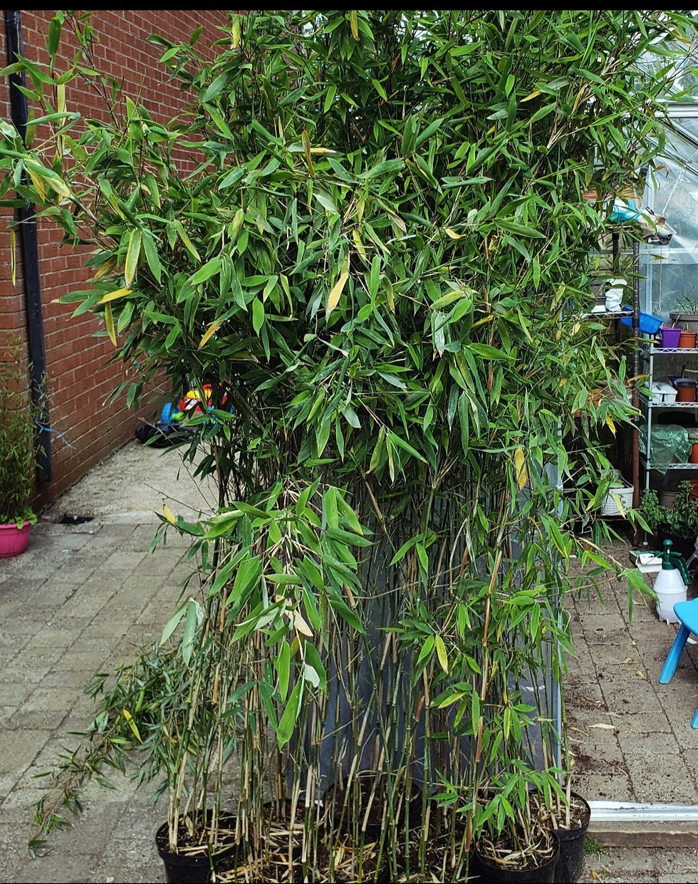 Thumbnail: Fargesia Winter joy 5L