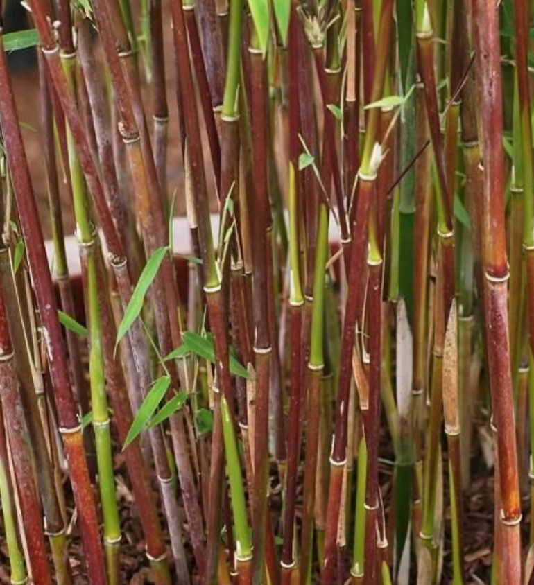 Thumbnail: Fargesia  Nitida Red Dragon Jiuzhaigou 