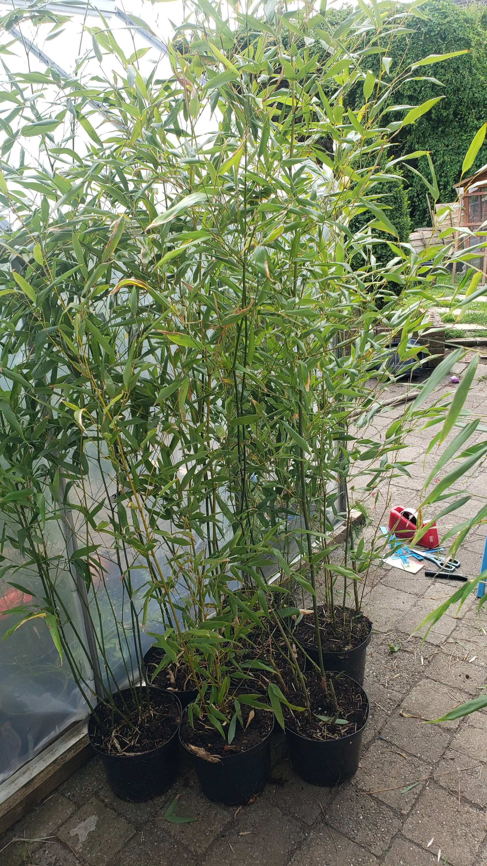 Phyllostachys bissetii