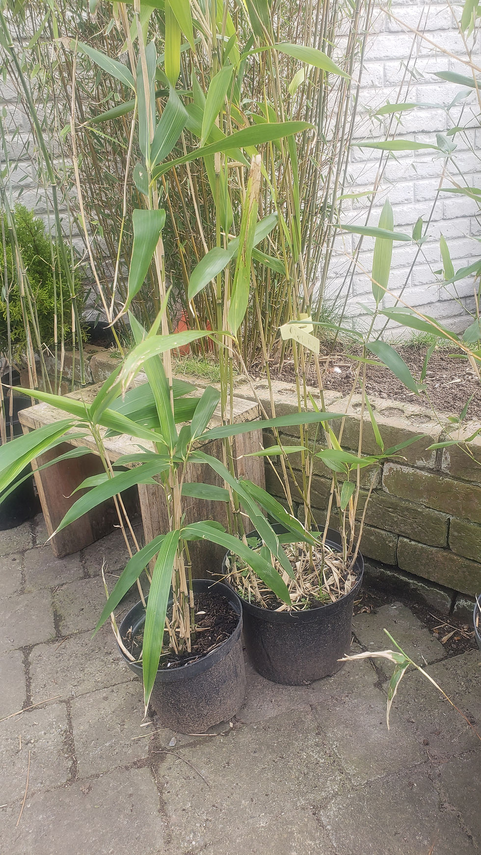 Thumbnail: Pseudosasa Japonica 