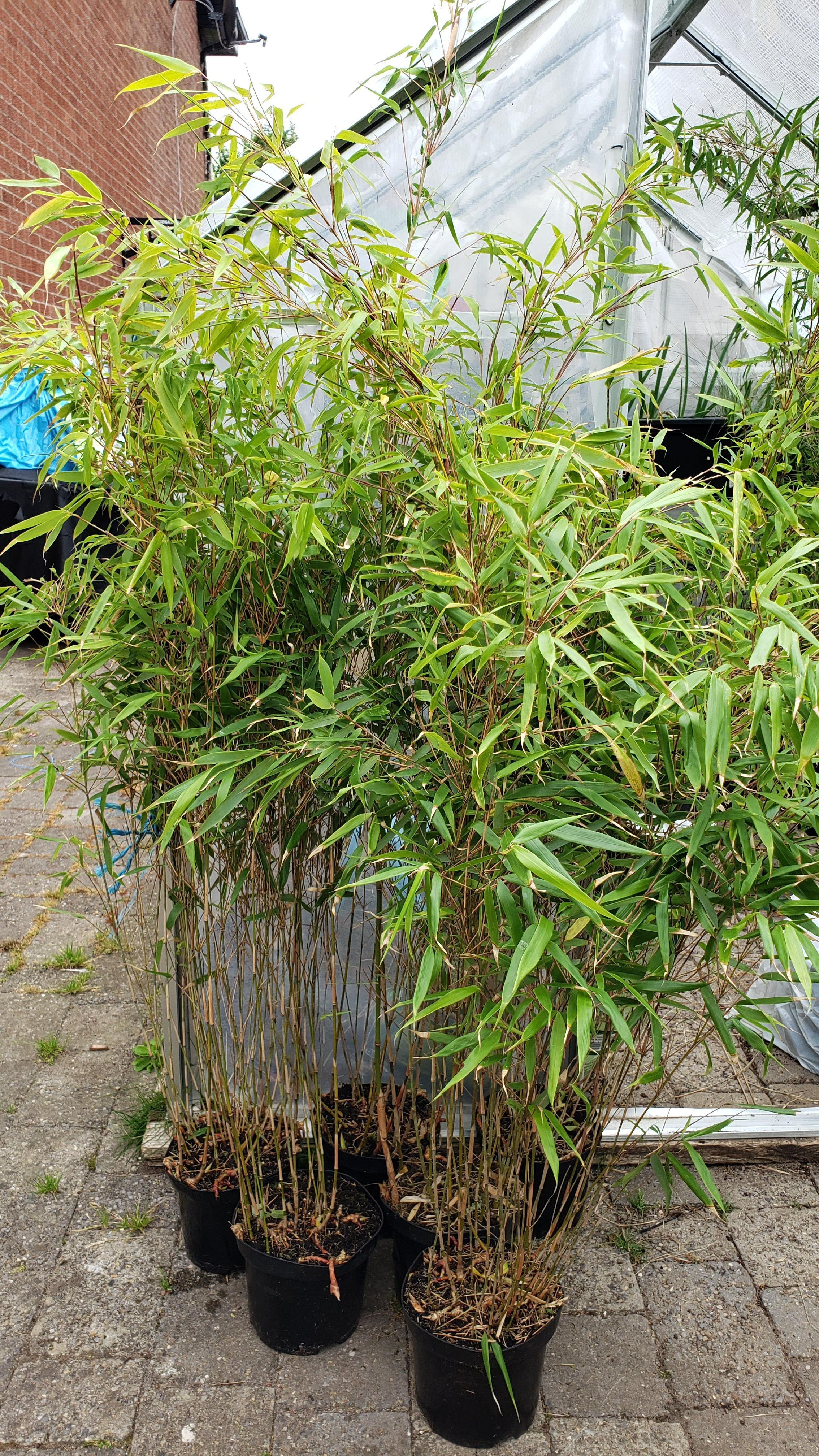 Fargesia Rufa clumping bamboo