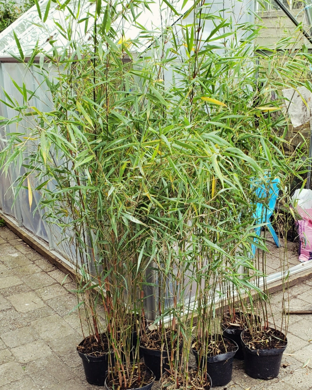 Fargesia Asian Wonder Red 5L