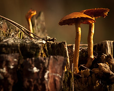 Wild Mushrooms