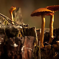 Wild Mushrooms
