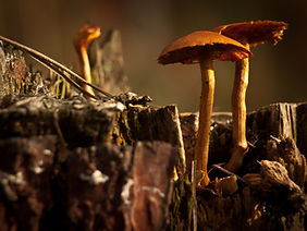 Champignons sauvages