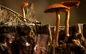 Wild Mushrooms